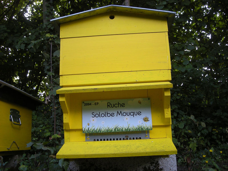 La ruche Sololbe Mouque